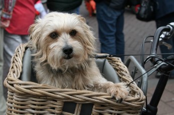 perro en canasto de bicicleta 