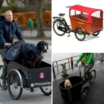 bicicleta especial para trasportar perros